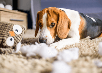 A cute beagle with a toy that they have pulled apart.
