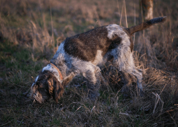 A German Wirehaired Pointer sniffs carefully at the ground