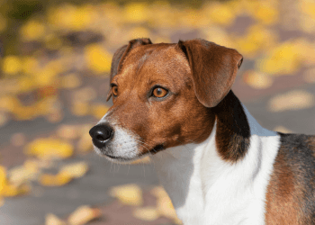 A terrier looks with intense focus at something off camera