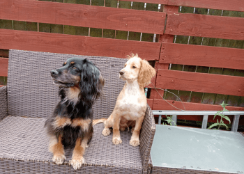 A black and tan and a gold working cocker sit on a bench looking at a bird that is off camera