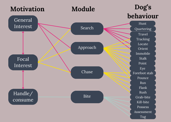 the dog's motivation: general interest, focal interest and handle/consume on the left, the module: search, approach, chase, b