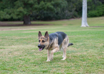 German Shepherd Dog stalks toward something that is out of shot