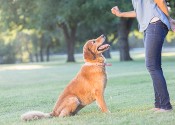 A Golden Retriever sits and focuses on her trainer. They are in an area with trees which can contain animals like squirrels to distract a high prey drive dog.