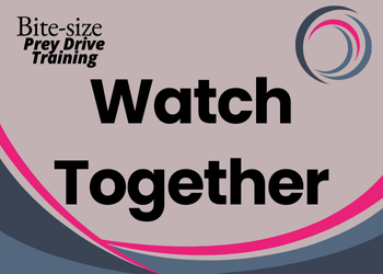A pale grey background with darker grey and pink pattern. Text reads Bite-size prey drive training: Watch Together
