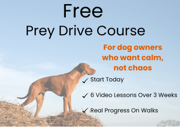 Text reads, prey drive challenge; transform life with your dog. Photo of a woman crouching down with a pink toy and a small spaniel stands watching her.