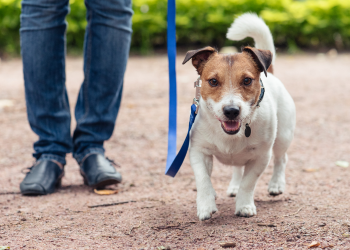 Small terrier walking on a loose lead to demonstrate that it is possible even with high prey drive dogs.