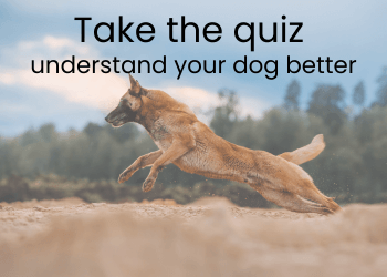 An intense Belgian shepherd dog runs fast. Text reads: Take the quiz understand your dog better