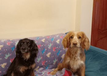 Two high prey drive dogs, black and tan and a gold working cocker sit next to each other.
